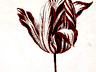 Picture for the story “The Tulip That Cost a Fortune”