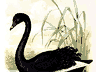 Picture for the story “The Black Swan”