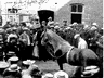 Picture for the story “The Horse Who Could Count”